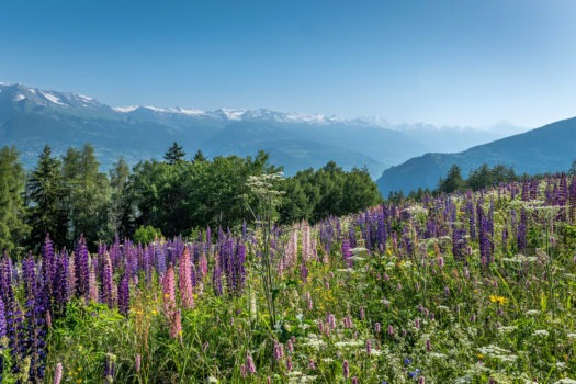 1992 Les Mayens-de-Sion – Chalet historique rénové sur domaine de 3.5 ha